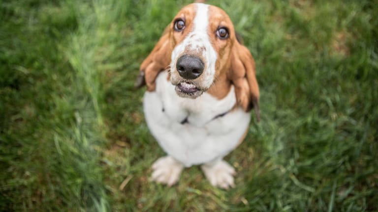 Why Do Hounds Smell Bad?