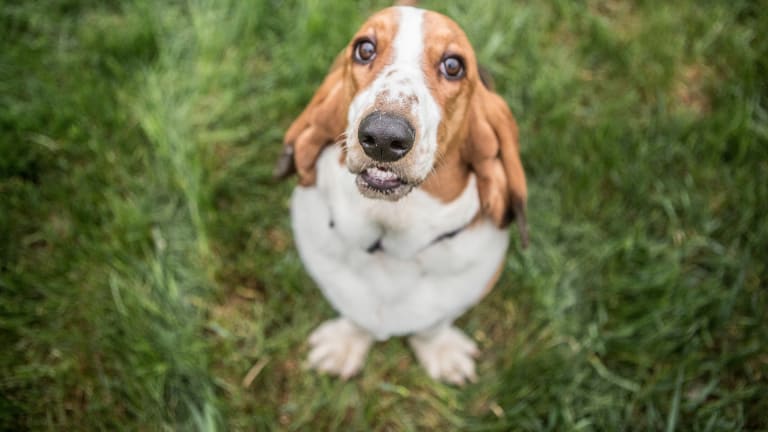 do all bloodhounds stink