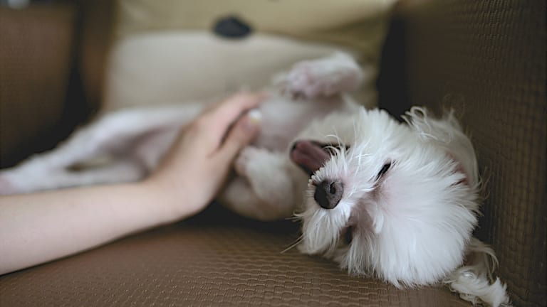 can puppies have outie belly buttons