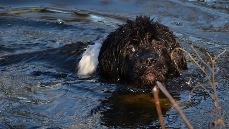 what breeds of dogs have webbed feet