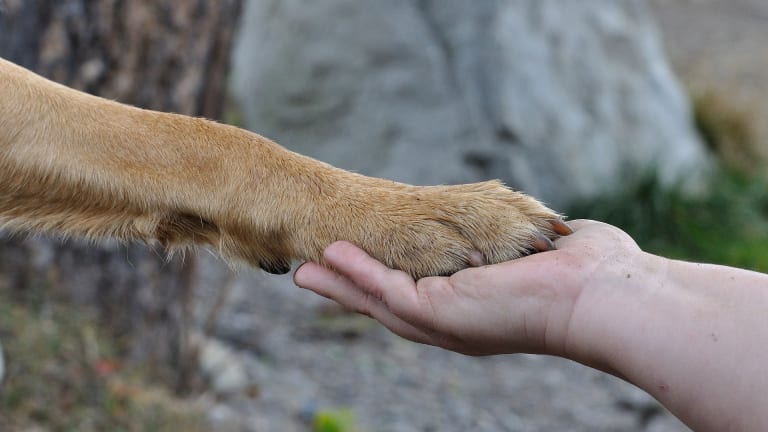 Why Do Dogs Like to Shake Hands?