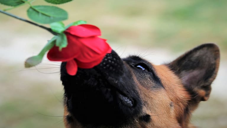 Discover Why Dogs Smell People's Privates (Crotches)?
