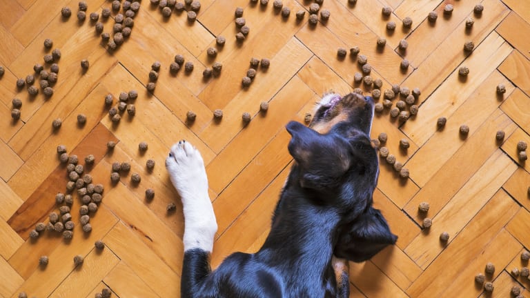 Ask the Vet: How Long Does it Take For Dogs to Digest Food? - Dog ...