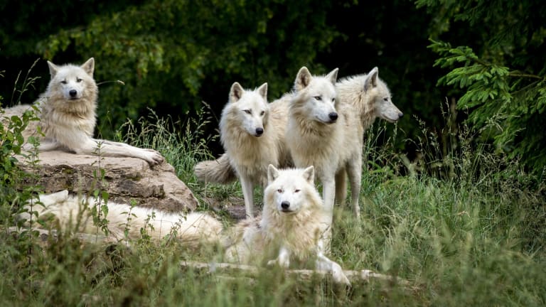 why do dogs look so different from wolves