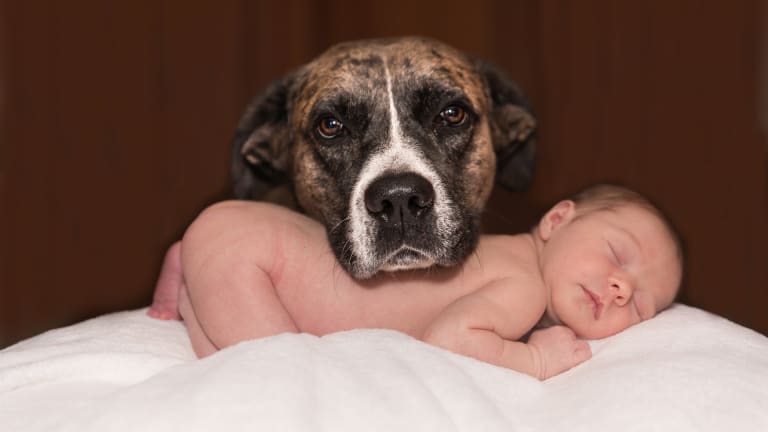 Why Do Dogs Act Different Around Babies?