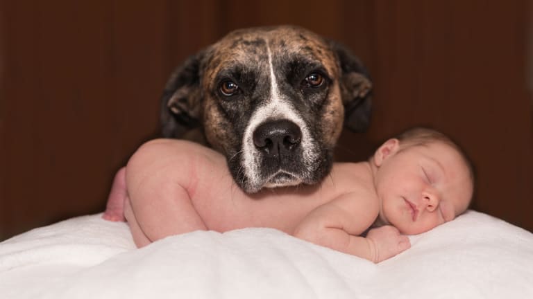 why-do-dogs-act-different-around-babies-dog-discoveries