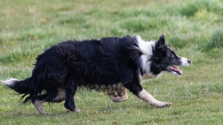 What Does it Mean When a Border Collie Gives Eye?