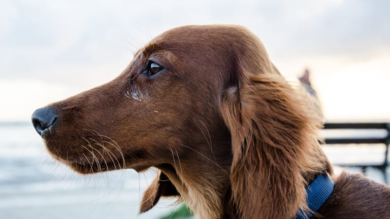 what-s-that-bump-on-top-of-my-dog-s-head-dog-discoveries