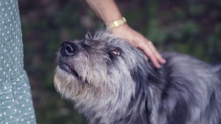 Ask the Vet: How to Tell if a Dog is Microchipped