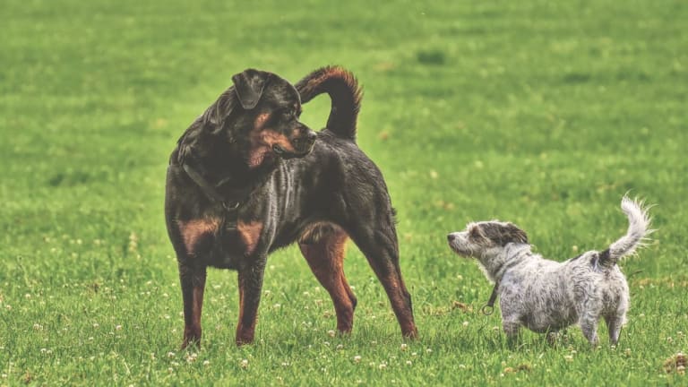 What S Up With Dogs Standing Over Other Dogs Dog Discoveries