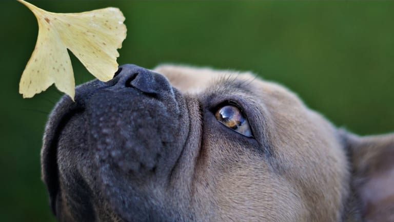 Surprise, Dogs Have Different Sniffing and Searching Styles