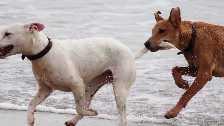 My dog chases his tail all the time