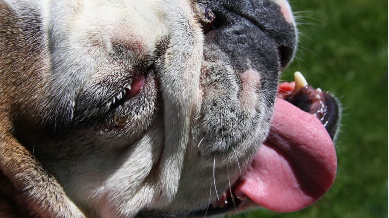 Procedure and Cost of Cherry Eye Surgery For Dogs