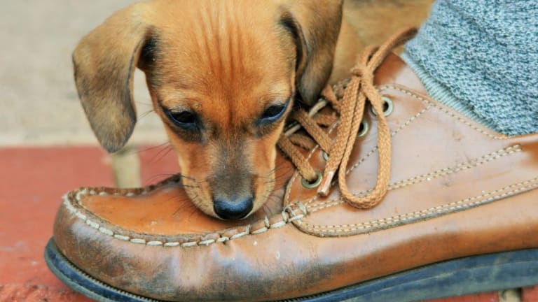 why do puppies bite their feet