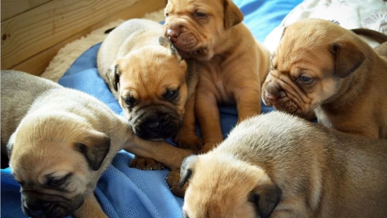 When Do Puppies Bark for The First Time?