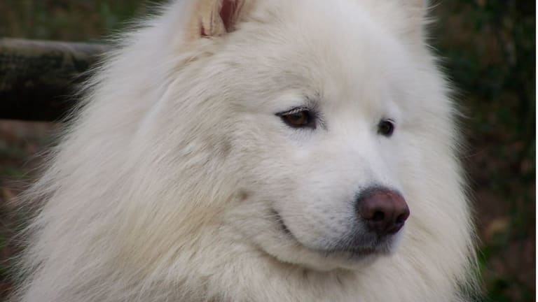 Samoyed, the Dog Breed Known For Smiling