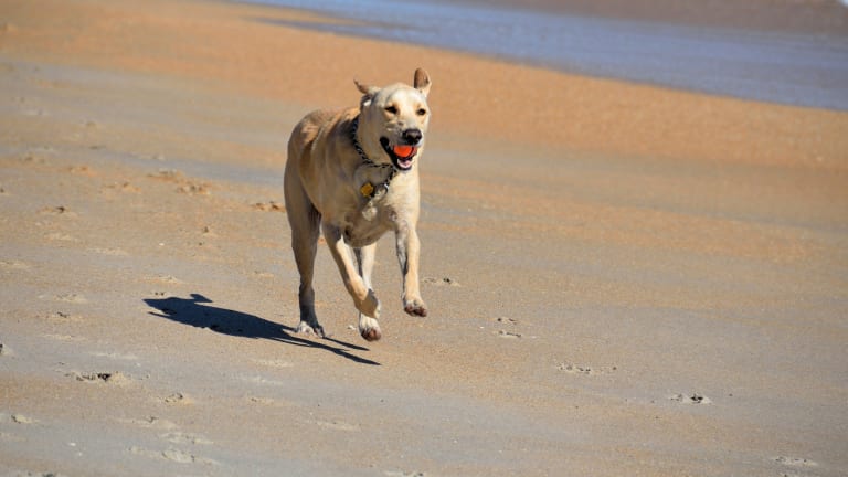 why does my dog run away with the ball