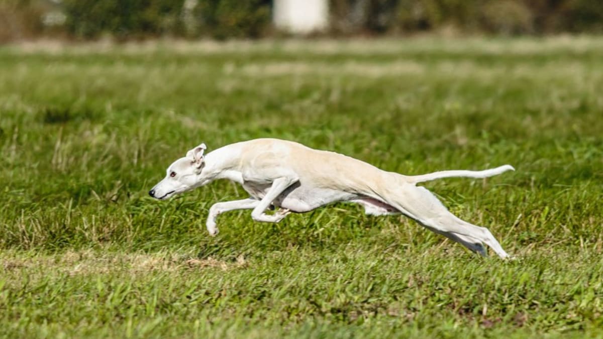 are greyhounds faster than race horses