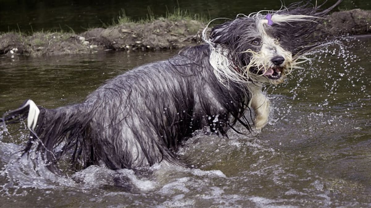 why do dogs get hyper after a bath