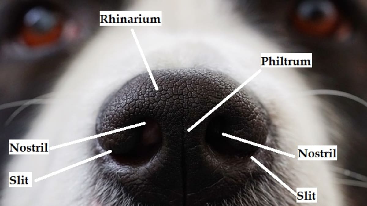 why do dogs have slits on the side of their nose