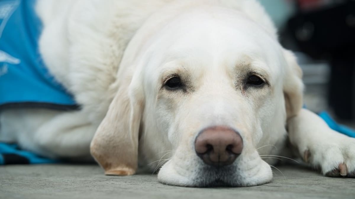 do dogs shed when stressed