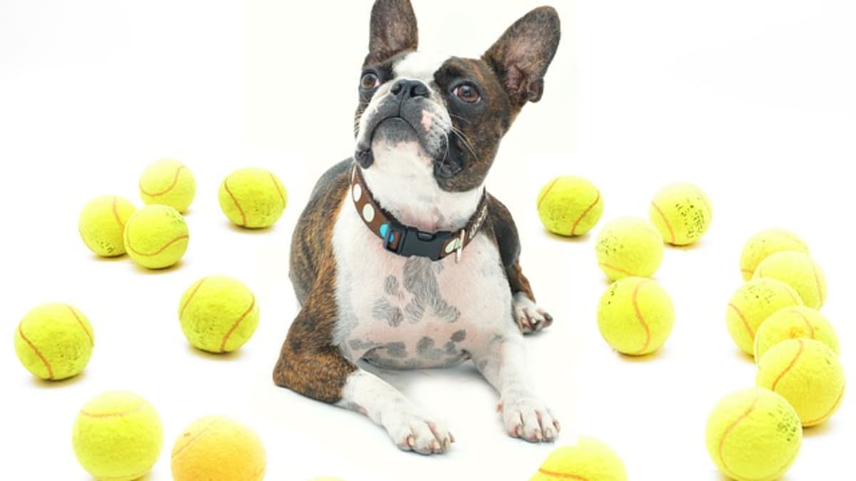 Why do dogs like tennis balls so much