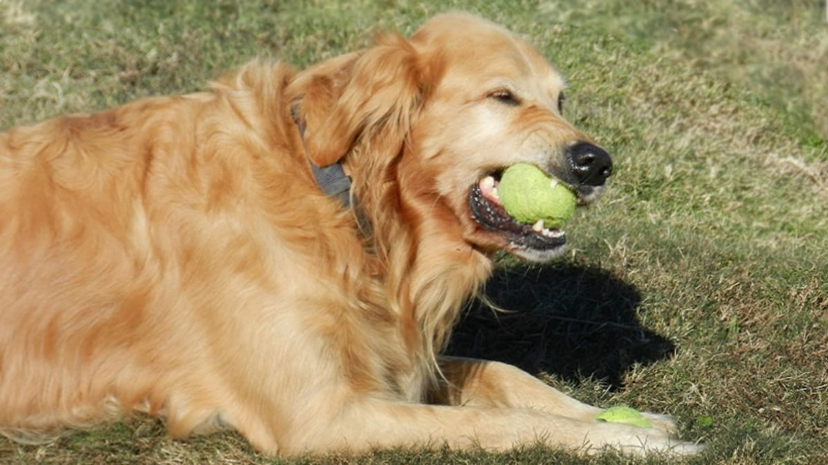 dog tooth abscess home treatment