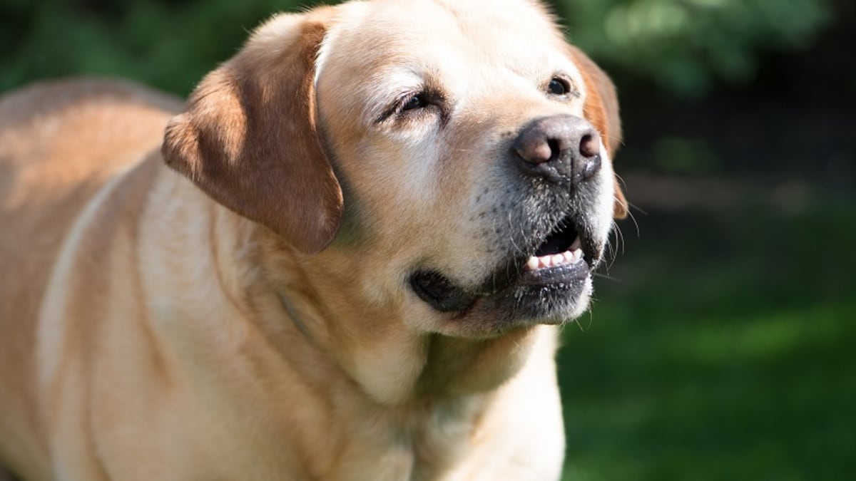 what causes laryngeal paralysis in dogs