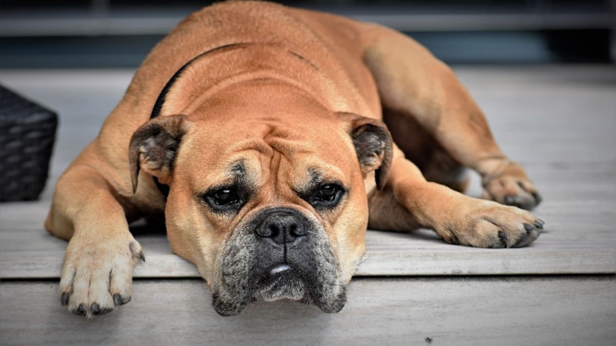what causes enlarged liver in dogs