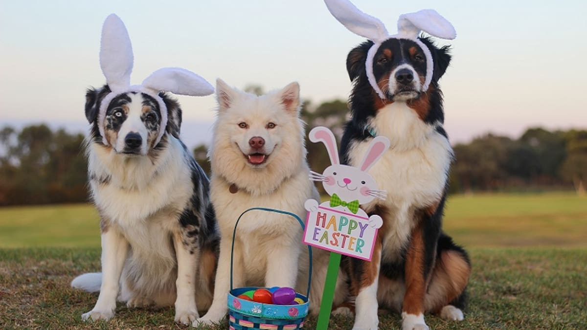 is bunny poop harmful to dogs