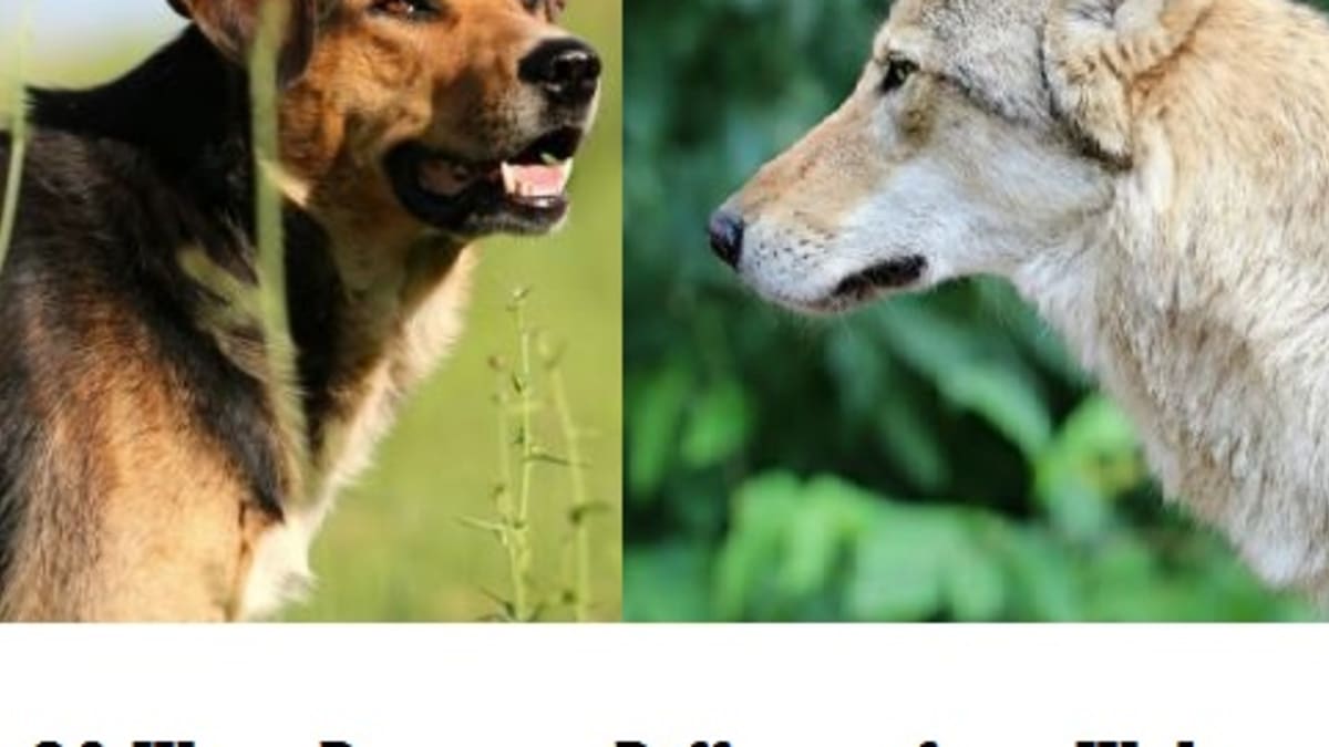 whats the difference between a dog and a wolf