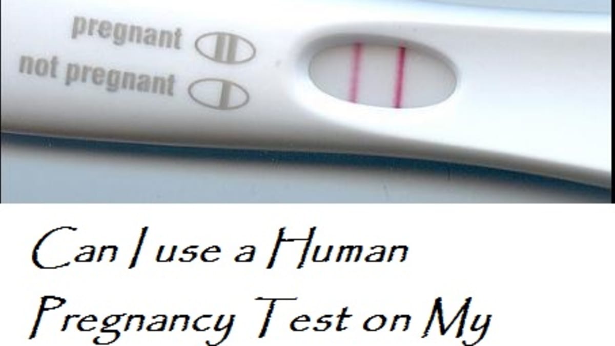 is there dog pregnancy test