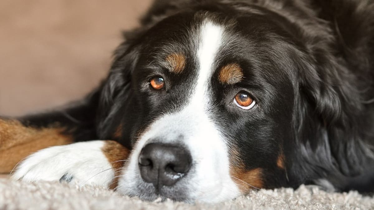 Home Treatment for Head Trauma in Dogs - Dog Discoveries
