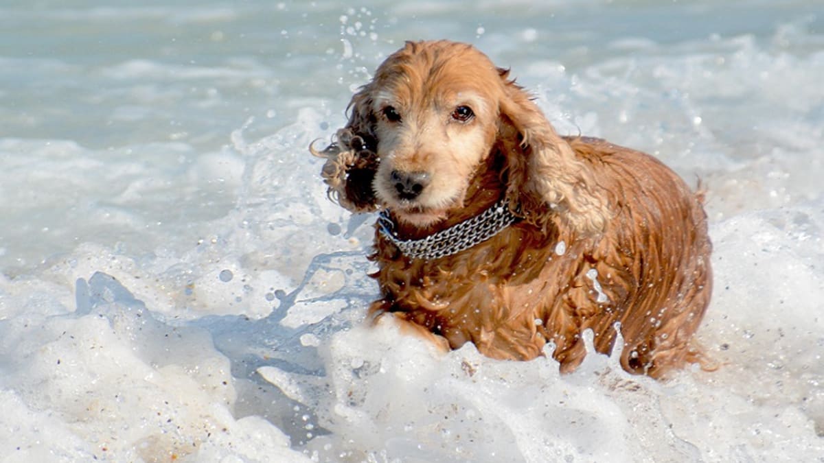 Home Remedies for Swimmer's Ear in Dogs 