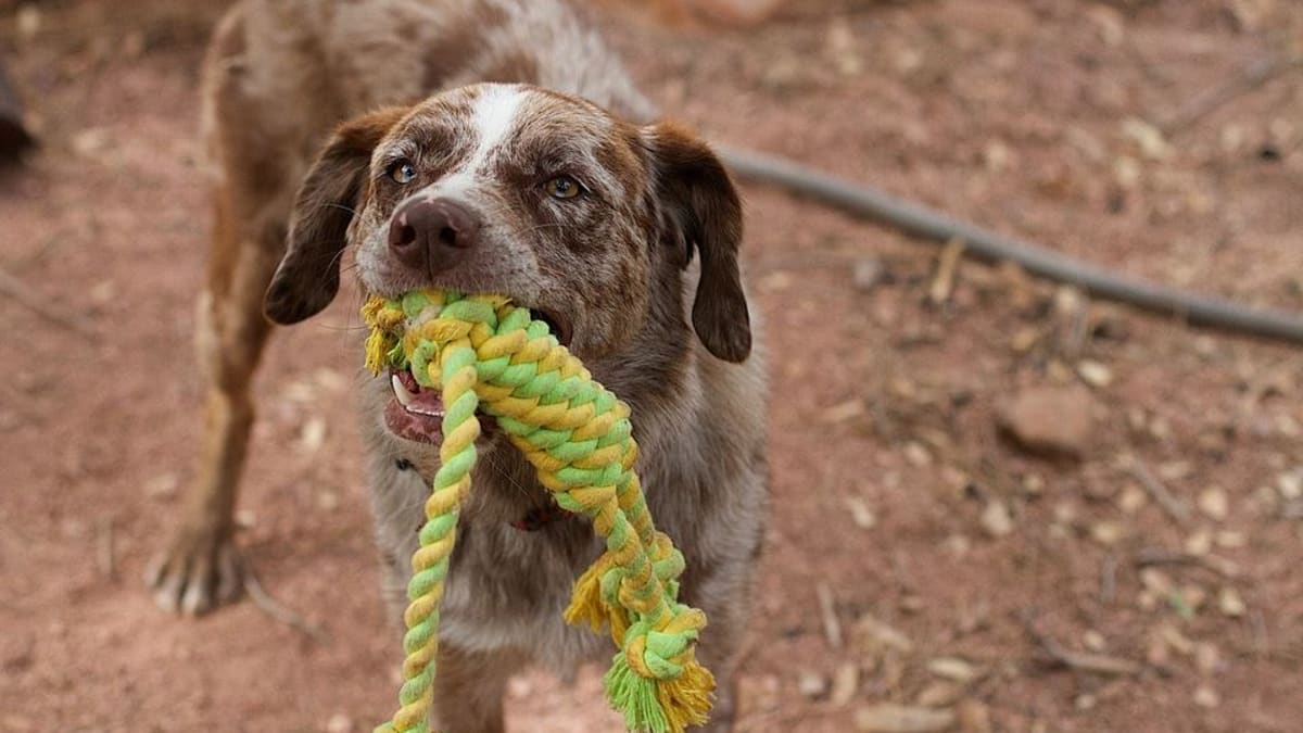 how to make a tug of war rope for dogs