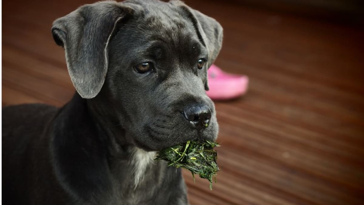 how do i stop my puppy from eating grass and leaves