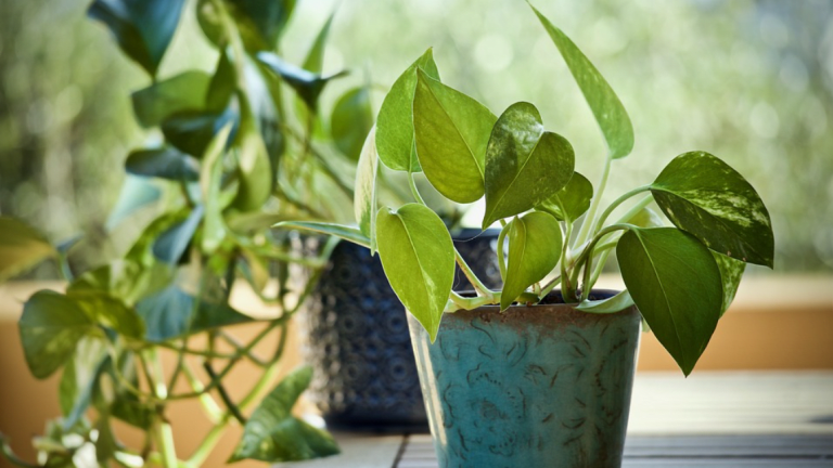 Ask the Vet: Are Pothos Toxic to Dogs?