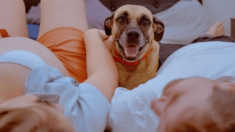 4 Ways Dogs May Detect Human Pregnancy