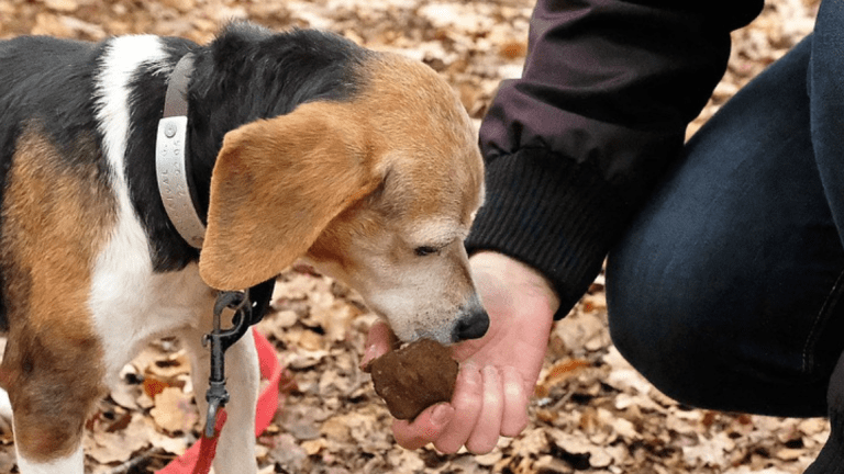 What Breed of Dog Hunts Truffles?