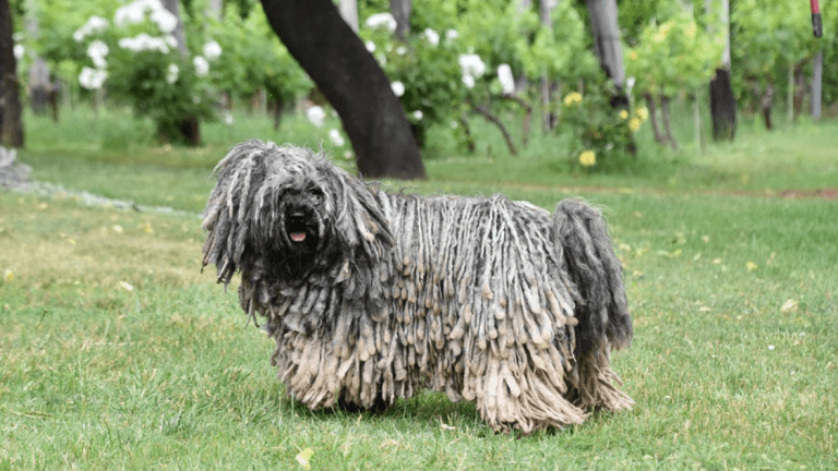 Why Do Dogs Have Dreadlocks?