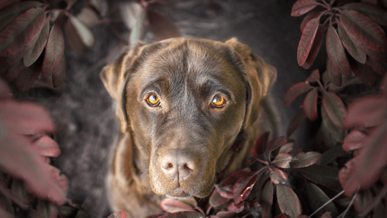 Ask the Vet: Health Problems in Chocolate Labradors