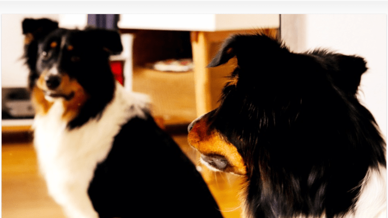 can dogs recognize themselves in a mirror