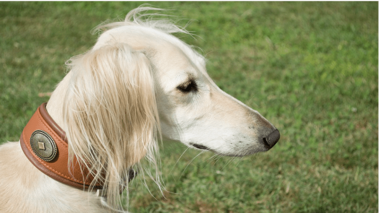 Why are Saluki Dogs So Skinny?