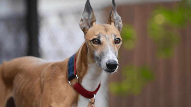 Discovering the Amazing Vision of Sighthounds