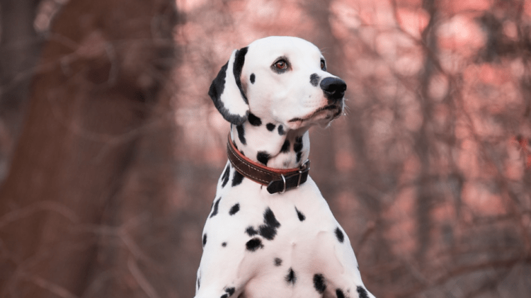 How to Prevent Dog Collar Strangulation