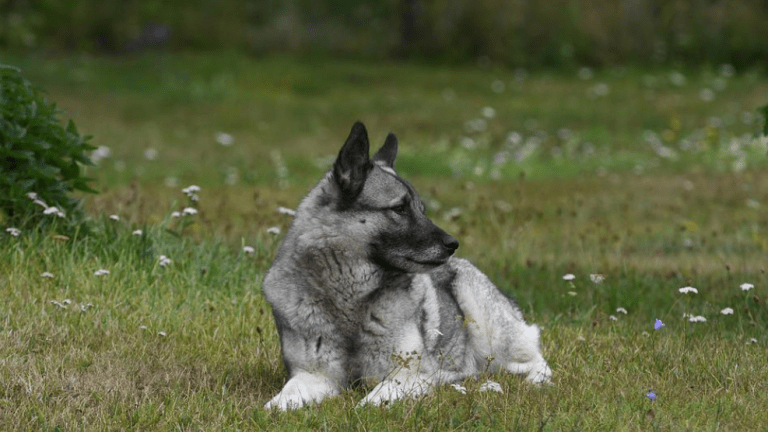 Are Norwegian Elkhounds Hunting Dogs?