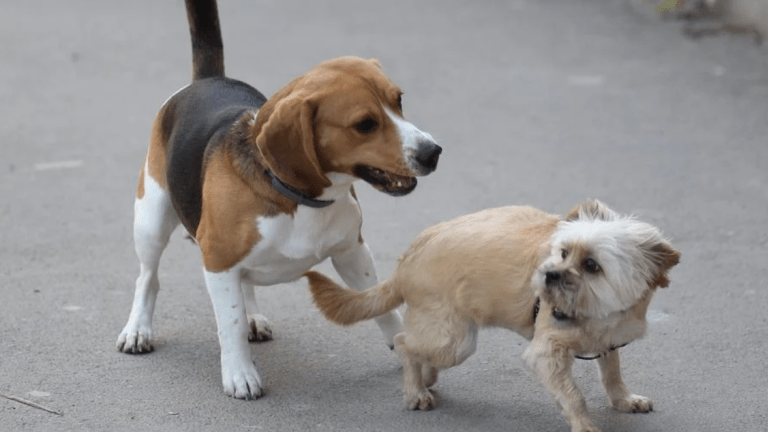Different Dog-to-Dog Tolerance Levels