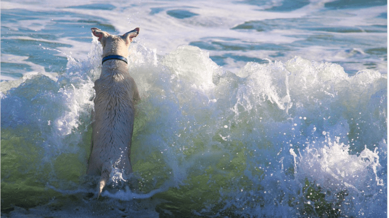 Yes, Beach Diarrhea in Dogs is a Real Thing