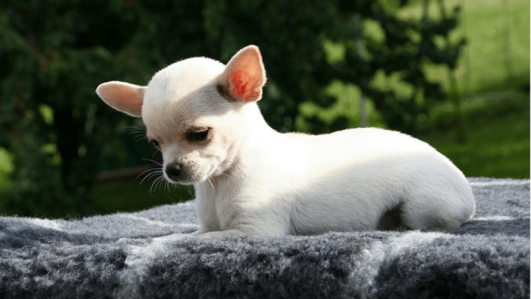 do chihuahuas have holes in their skulls