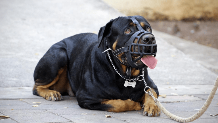 Do Muzzles Stop Dogs From Being Aggressive?